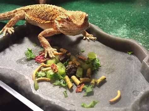 How Many Hornworms to Feed Bearded Dragon: A Delicate Balance Between Nutrition and Overindulgence