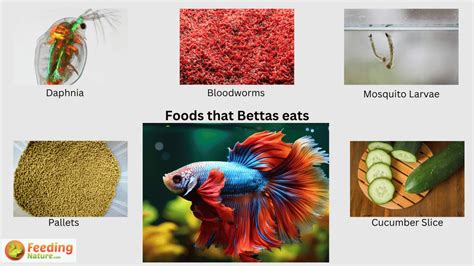 How Many Times Do You Feed Betta Fish: A Dive into the Mysterious World of Aquatic Nutrition