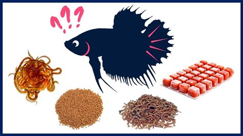 How Much Food Do You Feed a Betta Fish, and Why Do They Dream of Sushi?