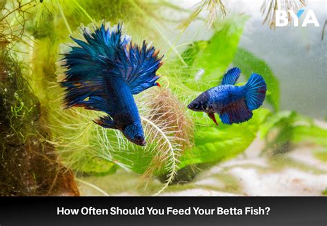 How Often Do I Feed Betta Fish: A Dive into the Aquatic World of Feeding Frequencies and Fishy Philosophies