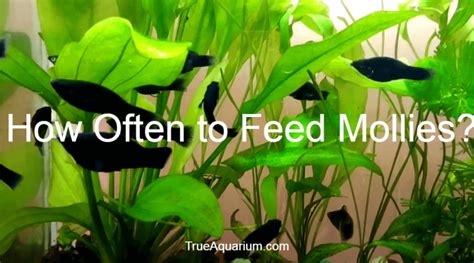 How Often to Feed Molly Fish: A Dive into Aquatic Nutrition and Beyond