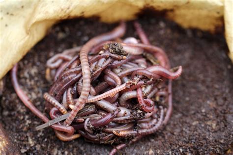 Is Compost the Same as Fertilizer? And Why Do Worms Love Coffee Grounds?