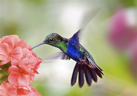  Le Chant du Colibri :  Une Explosion de Couleurs et un Hymne à la Nature Vibrant!