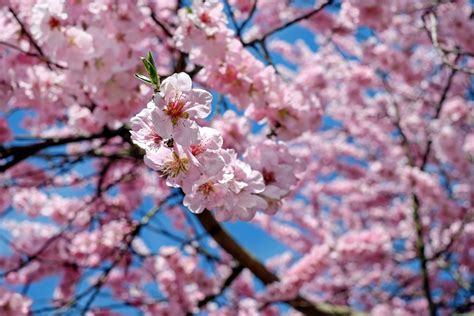 Les Fleurs de Cerisier Délicates et Rêveuses du Maître Zuio!