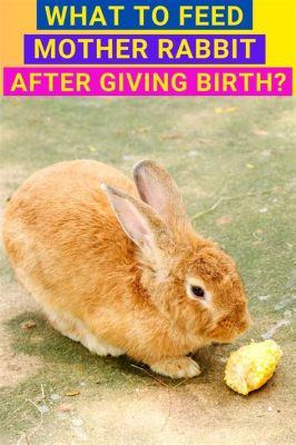 What to Feed Mother Rabbit After Giving Birth: Exploring Nutritional Needs and Beyond