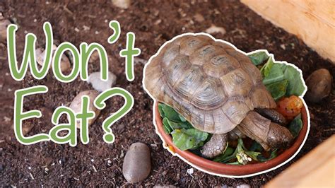 What to Feed Tortoises: A Journey Through Culinary Curiosities and Nutritional Nonsense