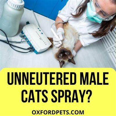 Will Male Cats Spray After Being Neutered? And Why Do They Still Chase Laser Dots?